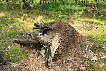 Image showing big ant hill and stump in the forest