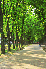 Image showing footpath in the park with big trees