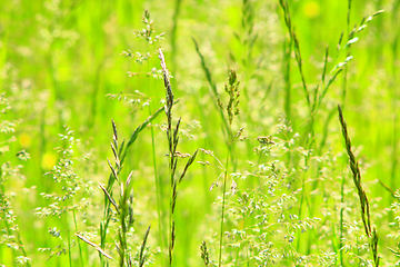 Image showing meadow with green grass