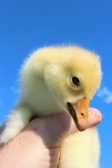 Image showing gosling in the hand