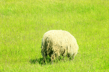 Image showing sheep grazing on the grass
