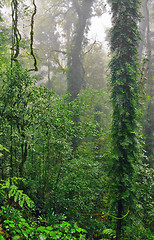 Image showing rain forest