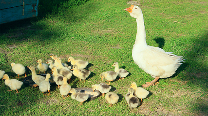 Image showing goslings with goose on the grass