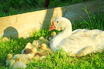 Image showing goose with its goslings on the grass