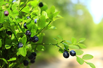 Image showing tuft of bilberry in the forest