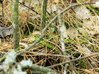 Image showing green lizard in the grass