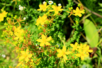 Image showing Yellow beautiful flowers of St.-John's wort