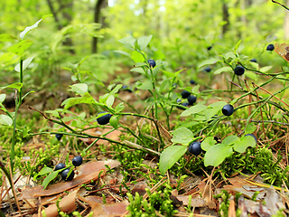 Image showing bilberry in the forest