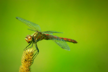 Image showing dragonfly sitting on the plant