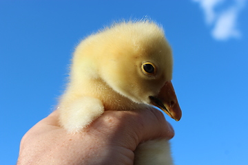 Image showing yellow gosling in the hand on the blue sky