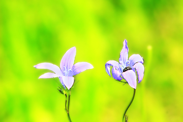 Image showing a pair of beautiful flowers of Campanula patula