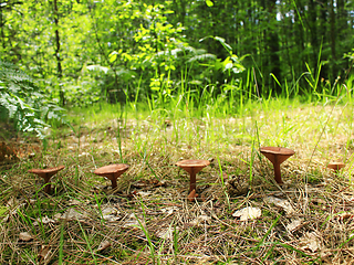 Image showing inedible mushrooms of toadstool growing in the row