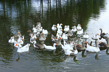 Image showing flight of domestic geese swimming on the river