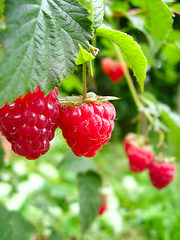 Image showing red berries of raspberry