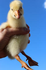 Image showing yellow gosling in the hand