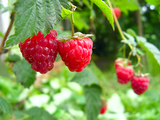 Image showing red berries of raspberry