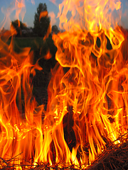 Image showing flame in the forast