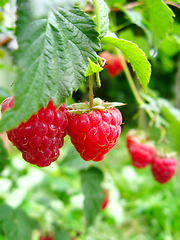 Image showing the red  berries of raspberry