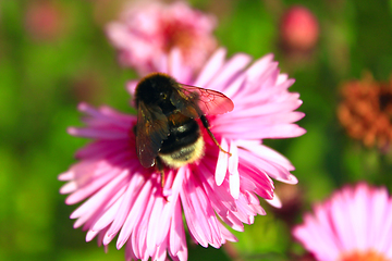 Image showing bumblebee sits on the aster