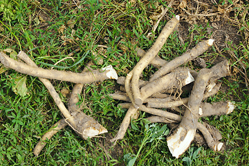 Image showing horseradish fresh roots on the grass