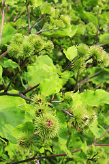 Image showing Pink flowers, fruits of burdock, agrimony in summer