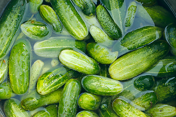 Image showing Cucumbers prepared for preservation