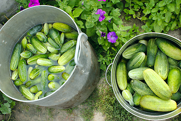 Image showing Cucumbers prepared for preservation