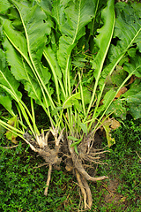 Image showing horseradish with roots and leaves on the grass