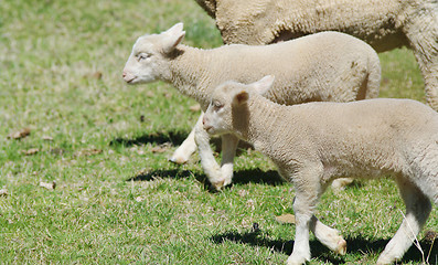Image showing young lambs on the farm