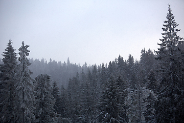 Image showing Winter wonderland with fir trees. Christmas greetings concept with snowfall