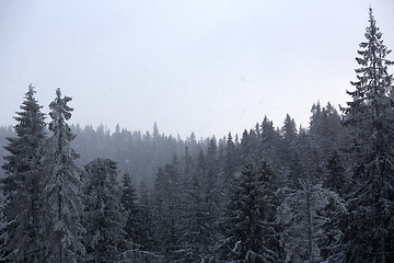 Image showing Winter wonderland with fir trees. Christmas greetings concept with snowfall