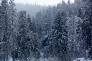 Image showing Winter wonderland with fir trees. Christmas greetings concept with snowfall