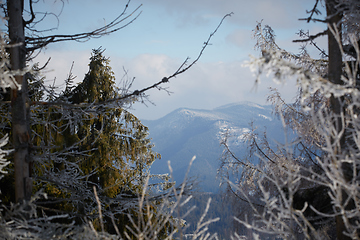 Image showing Winter Carpathian Mountains panorama with fir forest on slopes. Two shots stitch high-resolution panorama.