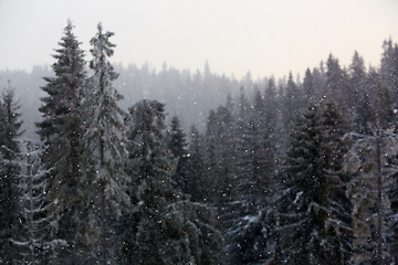 Image showing Winter wonderland with fir trees. Christmas greetings concept with snowfall