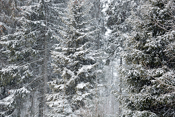 Image showing Winter wonderland with fir trees. Christmas greetings concept with snowfall