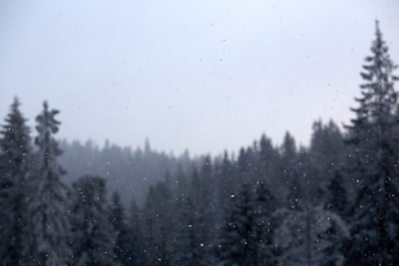 Image showing Winter wonderland with fir trees. Christmas greetings concept with snowfall