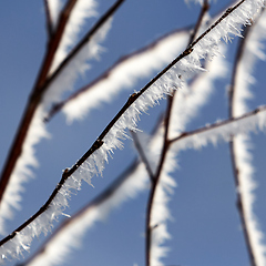 Image showing branches covered in snow and ice crystals