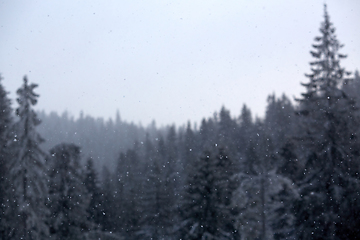 Image showing Winter wonderland with fir trees. Christmas greetings concept with snowfall