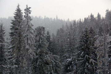 Image showing Winter wonderland with fir trees. Christmas greetings concept with snowfall