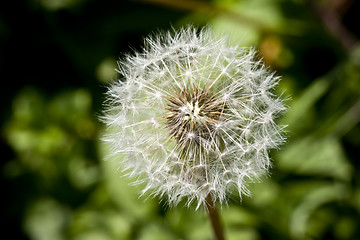 Image showing Dandelion