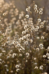 Image showing wild flowers and fauna