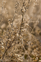 Image showing wild flowers and fauna