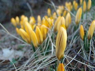 Image showing Crocus