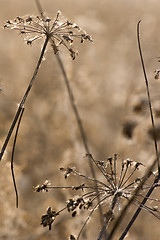 Image showing wild flowers and fauna