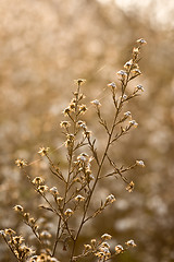 Image showing wild flowers and fauna