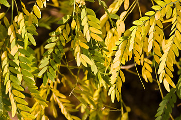 Image showing colorful autumn flora