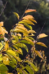 Image showing colorful autumn flora