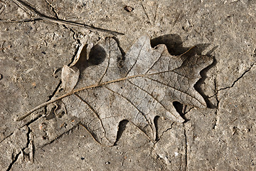 Image showing fallen leaf on muddy background