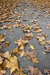 Image showing colorful autumn flora