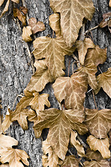 Image showing colorful autumn flora